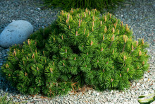 Cultivar Dwarf Mountain Pine Pinus Mugo Var. Pumilio In The Rocky Garden.