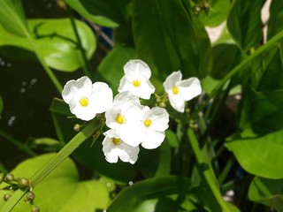 The inflorescence of snow white Caldesia parnassifolia flowers on the green leaves background in the sunlight. Elegant long stems with leaves. Aquatic plants of Asia. Close-up, macro image.