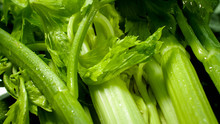 Macro Photo Of Fresh Wet Celery Leaves. Background For Healthy Food And GMO Free Products.Diet Nutrition And Fresh Vegetables. Vegan And Vegetarian Background.