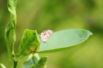 Wall Mural - a white butterfly sitting on green leaf of orange