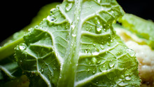 Macro Photo Of Water Droplets On Fresh Green Cabbage Or Cauliflower. Background For Healthy Food And GMO Free Products.Diet Nutrition And Fresh Vegetables. Vegan And Vegetarian Background.