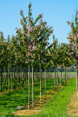 plantation with rows of green garden decorative trees in different shapes