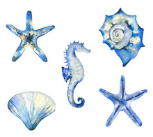 Watercolor Hand-drawn Set Of Starfish, Seashells And Seahorse. Ocean Creatures Collection. Blue Illustration On White Background.