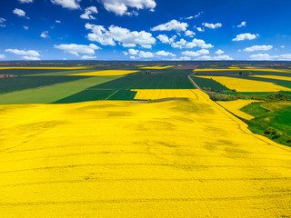 Aerial landscape of the yellow rapeseed field under blue sky, Poland