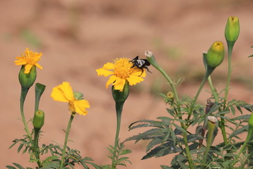 Wall Mural - black wasp, yellow wild flower