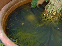 Mosquito Larvae Inside A Potted Plant Fill With Stagnant Water