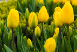 Fototapeta Tulipany - Yellow Tulip with green background.