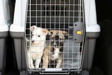 Puppies In A Container For Transporting Animals.