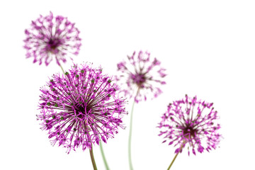 Wall Mural -  Composition of flowering lilac decorative bows  on a white background in the studio. Poster, banner, card