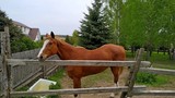 Fototapeta Konie - Friendly, curious brown horse with a white stripe in the face on a pasture among birches and firs looking at the camera through the wooden fence