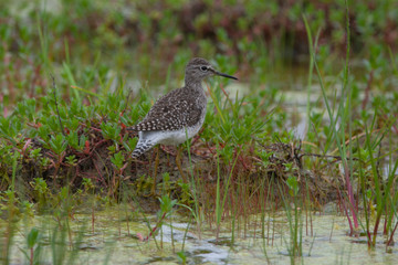 Poster - Wood Sandpiper (Tringa glareola) bird in the natural habitat.