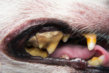 Dog Teeth With Tartar Or Bacterial Plaque Before Scalling