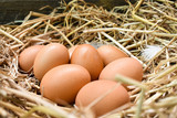 Fototapeta Kuchnia - Many eggs in the nest are made from straw. Food obtained from chickens on farms. Healthy products from farmers. Products from rural areas.