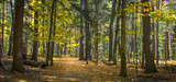 Fototapeta Las - Panoramic autumn landscape with leaf lined trail winding through a fall forest at Ludington State Park in Michigan. 