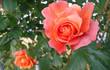 Dwie róże Rosmary