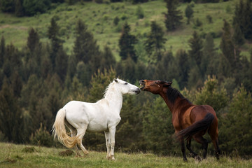 Beautiful two horses playing on a green landscape with fir trees in background. Comanesti, Romania.