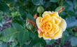 Żółta róża Rumba.