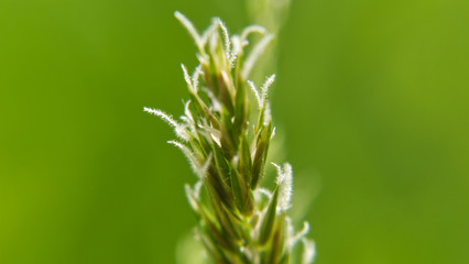 Macro views of wild grass, showing wild grass seed, late spring UK