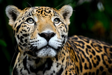 Jaguar Portrait