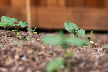 Young Bean Plant