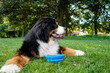 Bernese Mountain Dog lying on the grass in the park. Blue collapsible silicone bowl with water near his paws.  