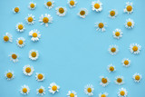 Fototapeta Krajobraz - Daisy pattern. Round frame from  summer chamomile flowers on blue background. Flat lay. Top view.