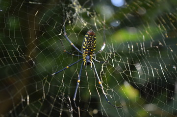 Wall Mural - A wood spider in the middle of its web