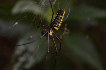 Wall Mural - A spider having dinner