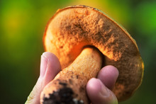Close Up Shot Of A Toxic Mushroom In Nature And A Green Background Holding It With Hand