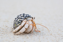 Hermit Crab Feeding On The Beach At Low Tide
