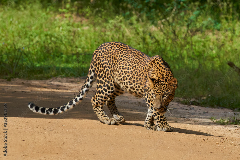 Leopard Panthera pardus Yala National Park Sri Lanka Ceylon - obrazy, fototapety, plakaty 