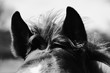 Cute fuzzy forelock hair of foal horse mane closeup in black and white on windy day.