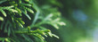 © stopabox - a thuja close up. the thuja branch background. banner