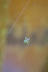 European spider