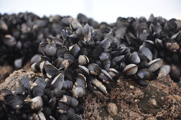 Mussels