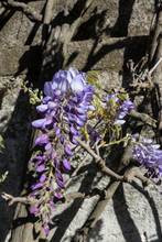 Wisteria Flowering Against A Wall 