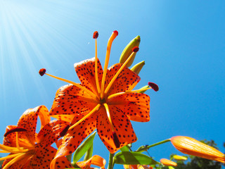 orange lily flowers on blue sky background. bright spotty tiger lily blooms and is lit by natural su