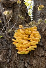 Yellow Brain (Tremella Mesenterica) Jelly Fungus Growing On A Tree In Springtime