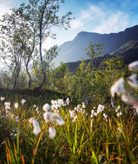 Canvas Print - Beautiful summer landscape, trees and green fields with white wild flowers in the rays of the setting sun Vestaralen archipelago, Norway, amazing northern nature