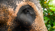 Closeup Image Of Sad Eyes Of Adult Indian Elephant In Zoo. Concept Of Animal Protection From Abuse And Cruel Treatment