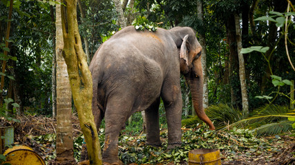 Adult asian elephant walking trhough tropical jungle forest on Sri Lanka