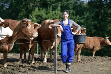 Farmer Apprentice Feeding Cattle In Barnyard