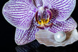 © Josef - orchid flower on black background