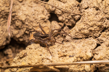 Wall Mural - spider on the ground