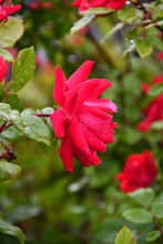 Side View Of Wet Red Rose In Garden