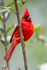 Close Up View of Vibrant Male Northern Cardinal Perched on a Vertical Branch with Its Chest Puffed Out 