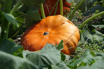 Giant orange pumpkin ripe for the harvest