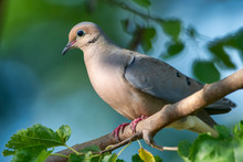 Mourning Dove Perched In Mulberry Tree In Louisiana During Spring Time