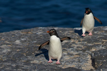 Southern Rockhopper Penguins (Eudyptes Chrysocome) Return To Their Colony On The Cliffs Of Bleaker Island In The Falkland Islands