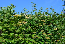 Wild Honeysuckle, Also Known As Lonicera Periclymenum In A British Hedgerow